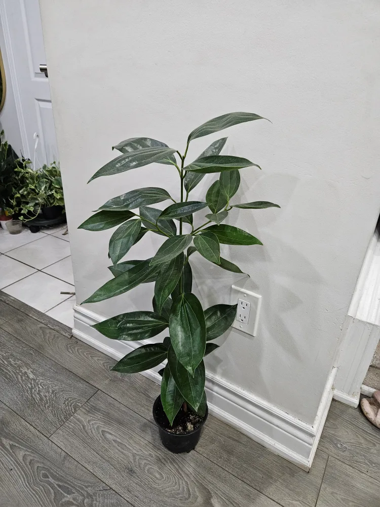 Cinnamon Tree Plant image indicator(3)