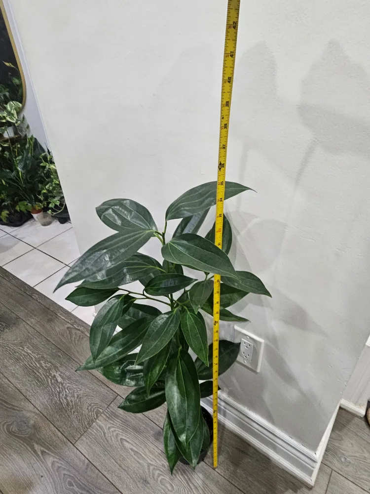 Cinnamon Tree Plant image indicator(4)