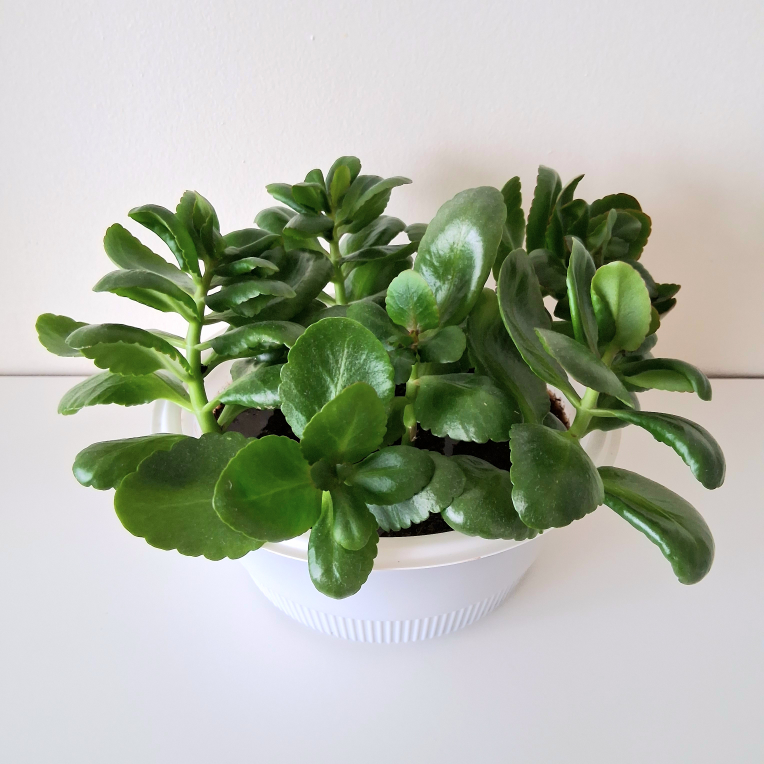 🌱 Kalanchoe 🌻 - photo 4