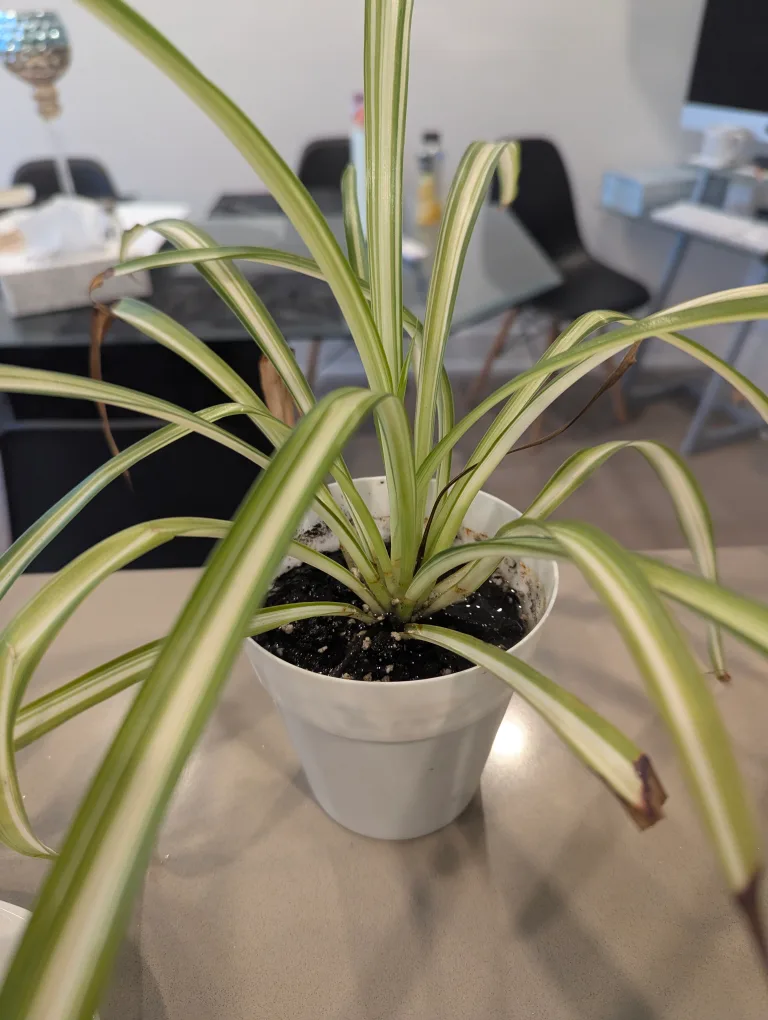 Spider Plant in White Pot thumbnail
