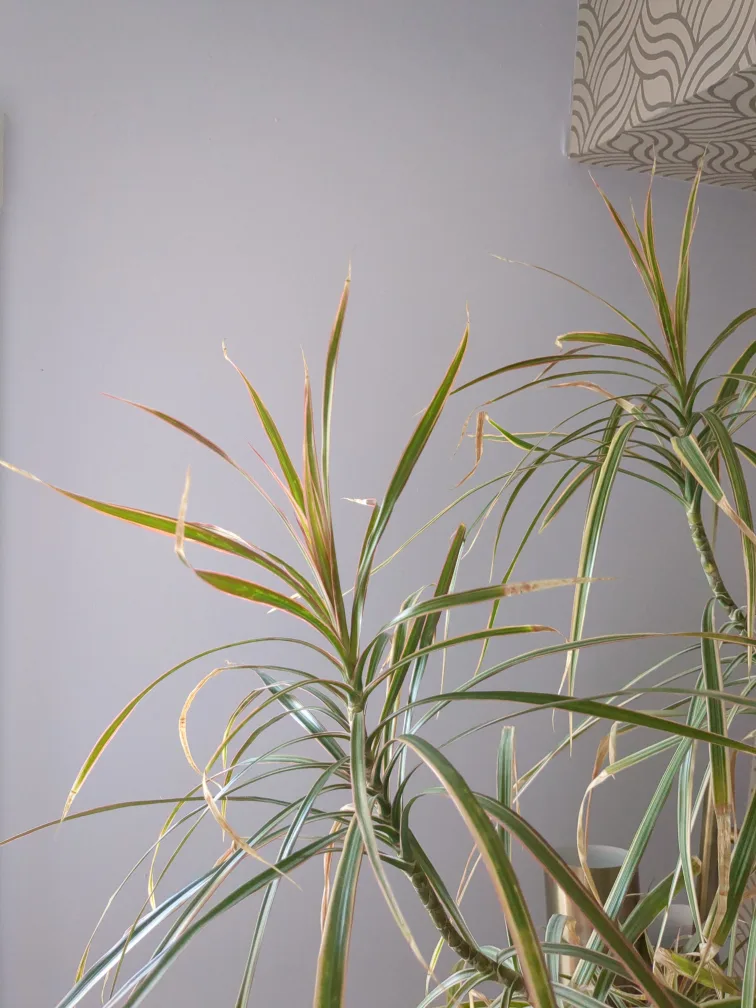 TALL indoor Dracaena Marginata Plant image indicator(3)