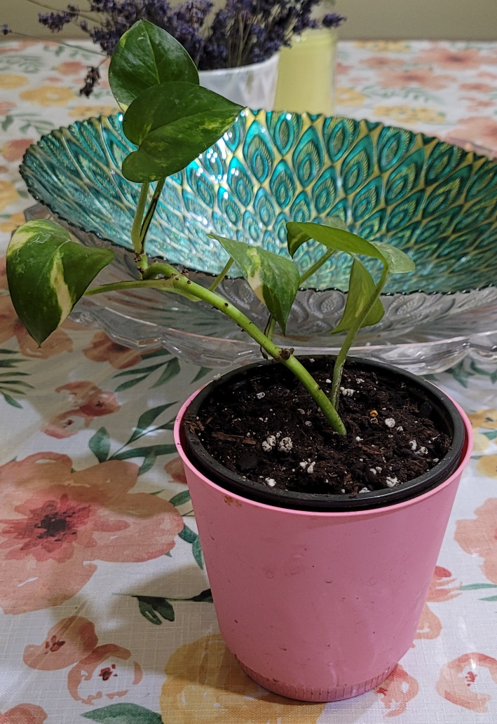 Potted Pothos Plant