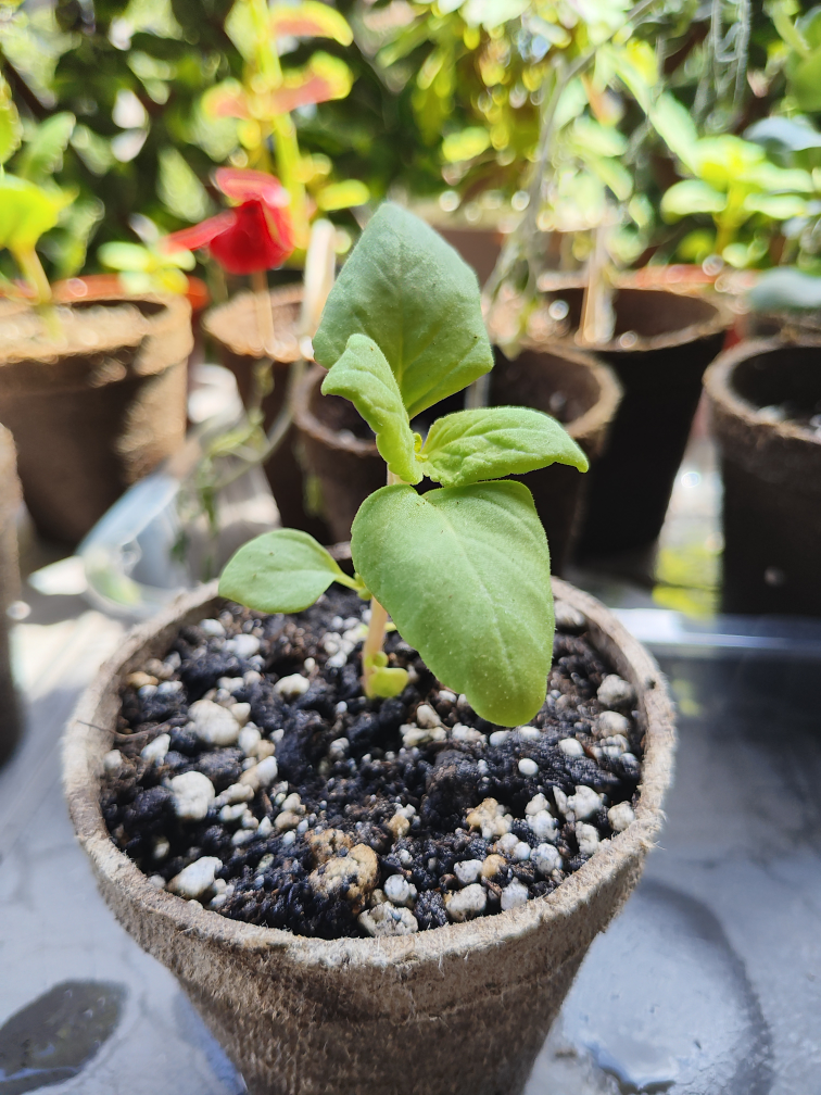 Coleus Seedlings - photo 4