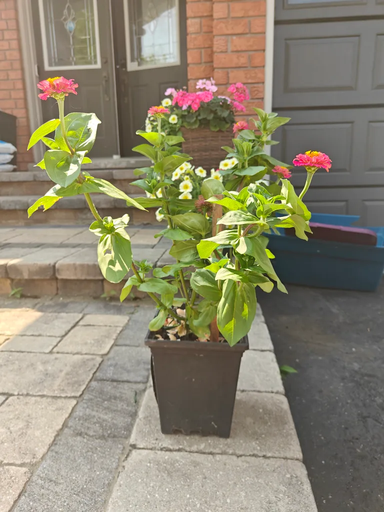 blooming largePotted Zinnia Plant thumbnail