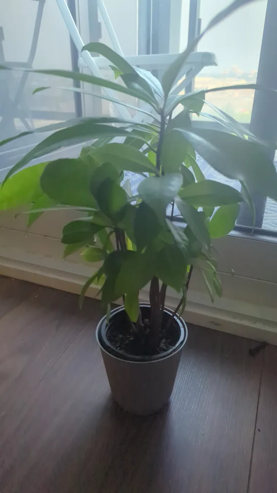 Potted Plant thumbnail