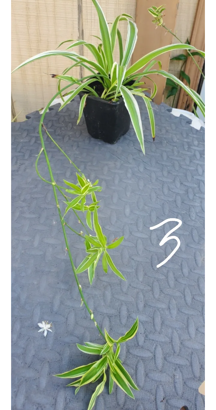 Spider Plant with Plantlets image indicator(3)