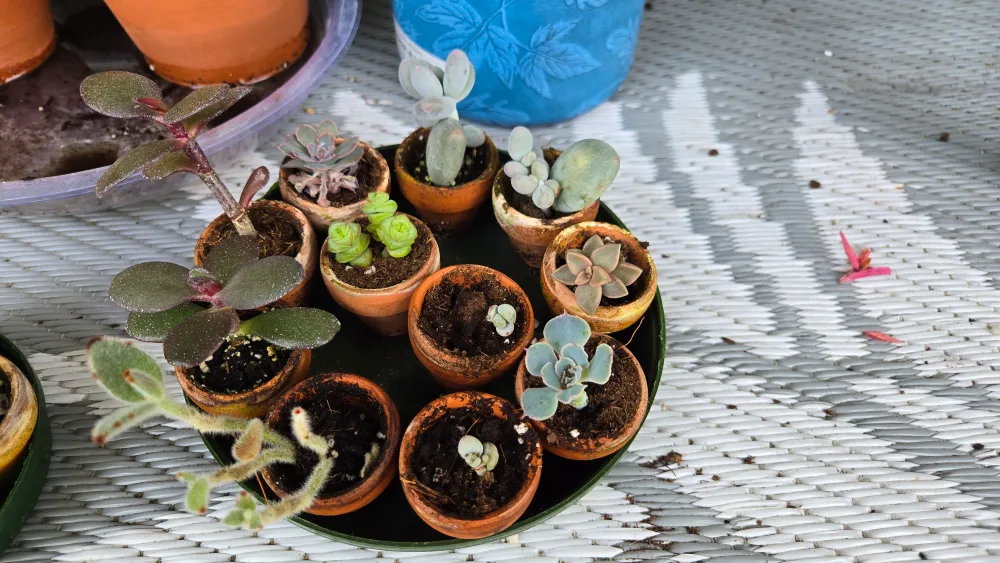 Mixed Tiny Succulents thumbnail