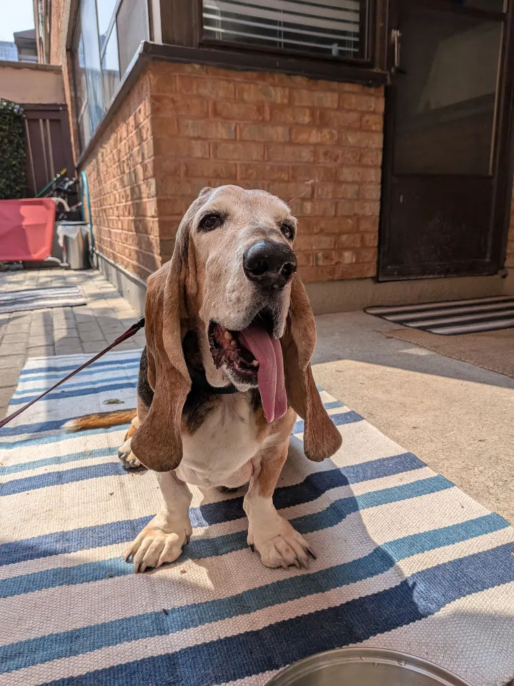 Free dog food image indicator(2)