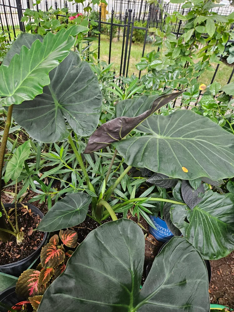 Elephant Ear Plant image indicator(6)