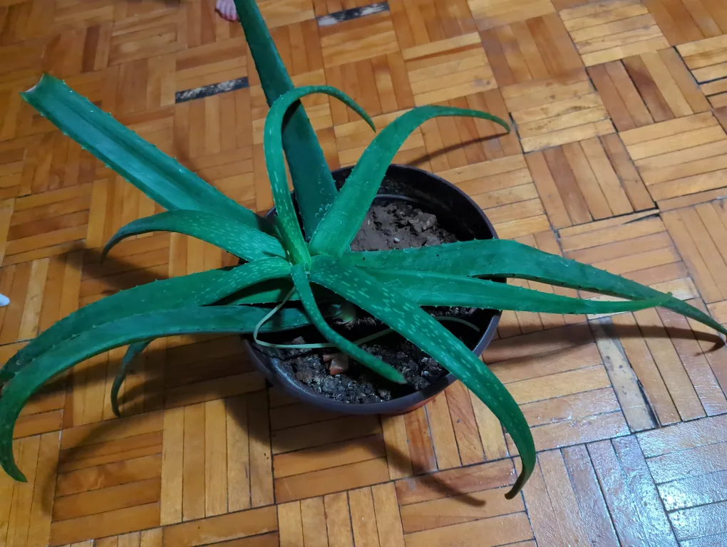 Aloe Vera Plant thumbnail