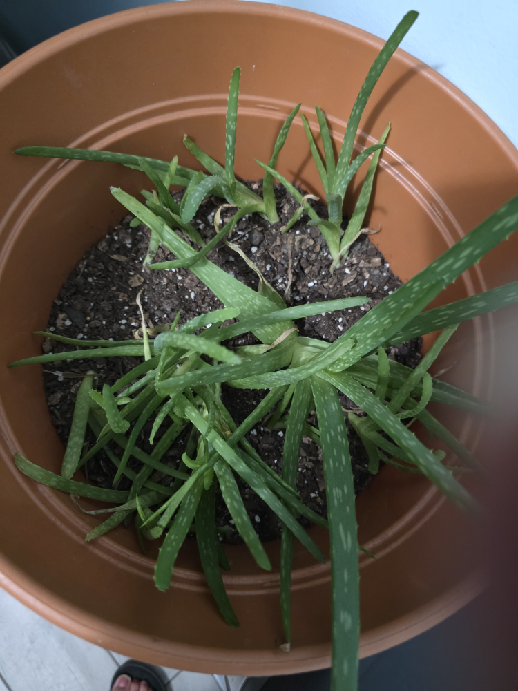 Aloe Vera Plant 🧡 - photo 2