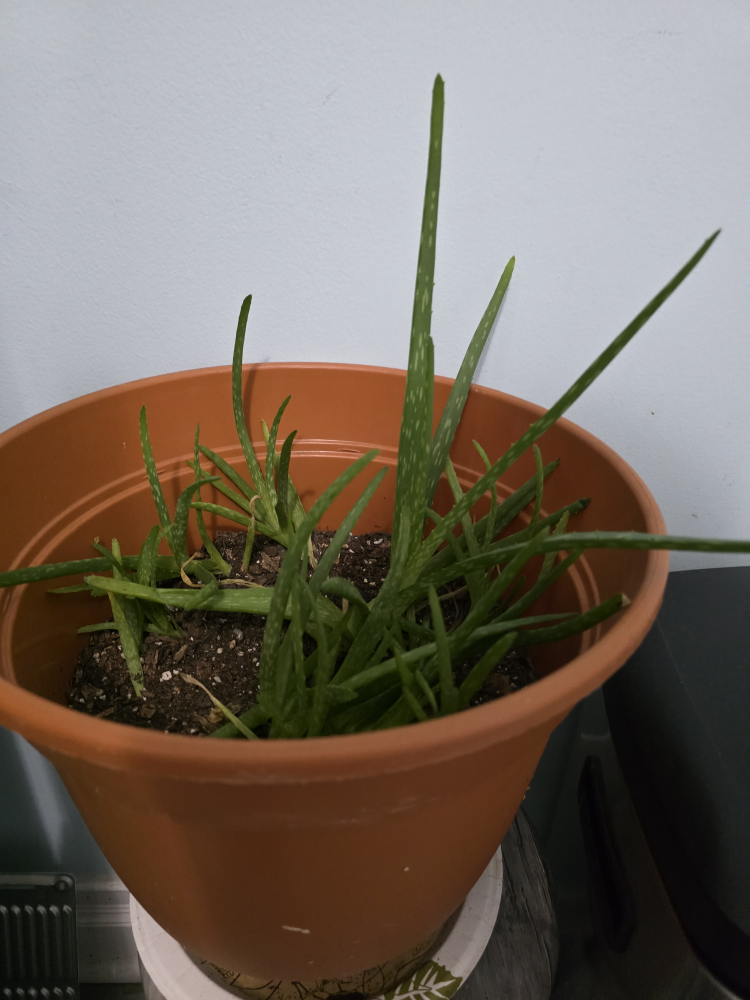 Aloe Vera Plant 🧡 - photo 3