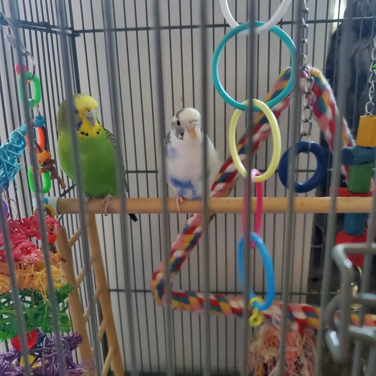 Pet Sitting for Birds! image indicator(3)