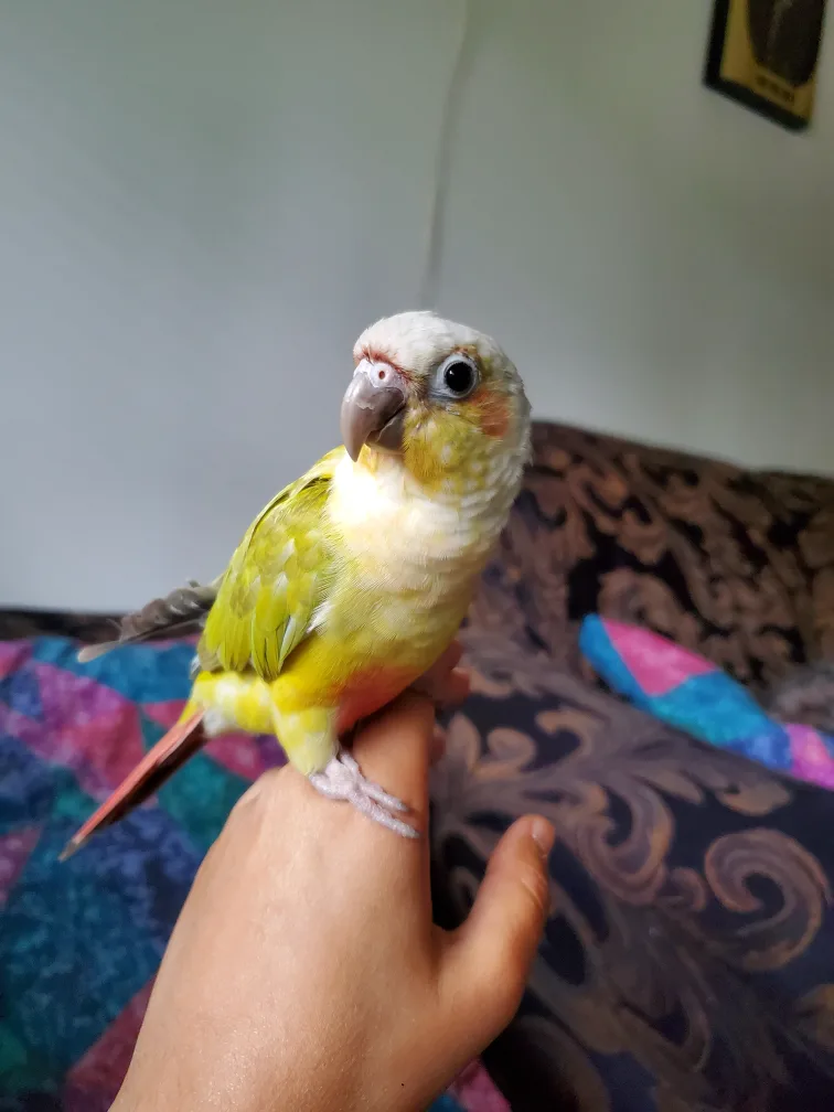 Pet Sitting for Birds! image indicator(4)