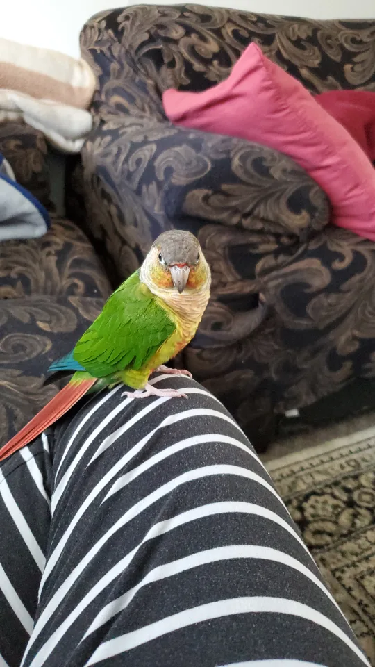 Pet Sitting for Birds! image indicator(5)