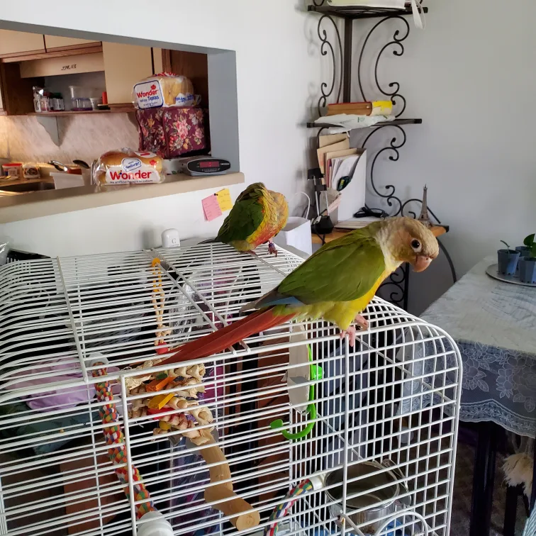 Pet Sitting for Birds! image indicator(6)