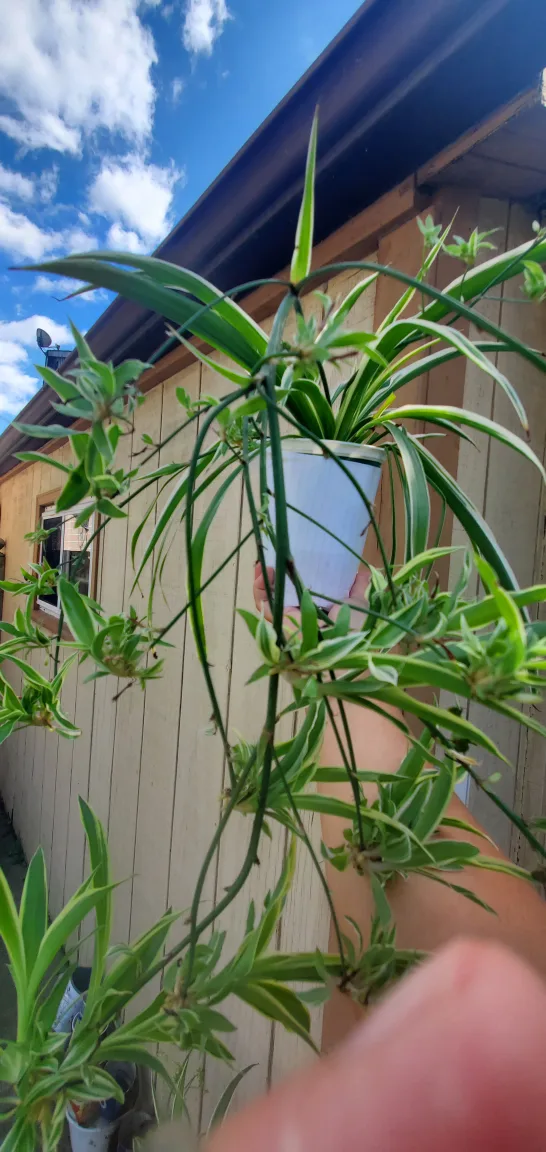 Spider Plant image indicator(4)