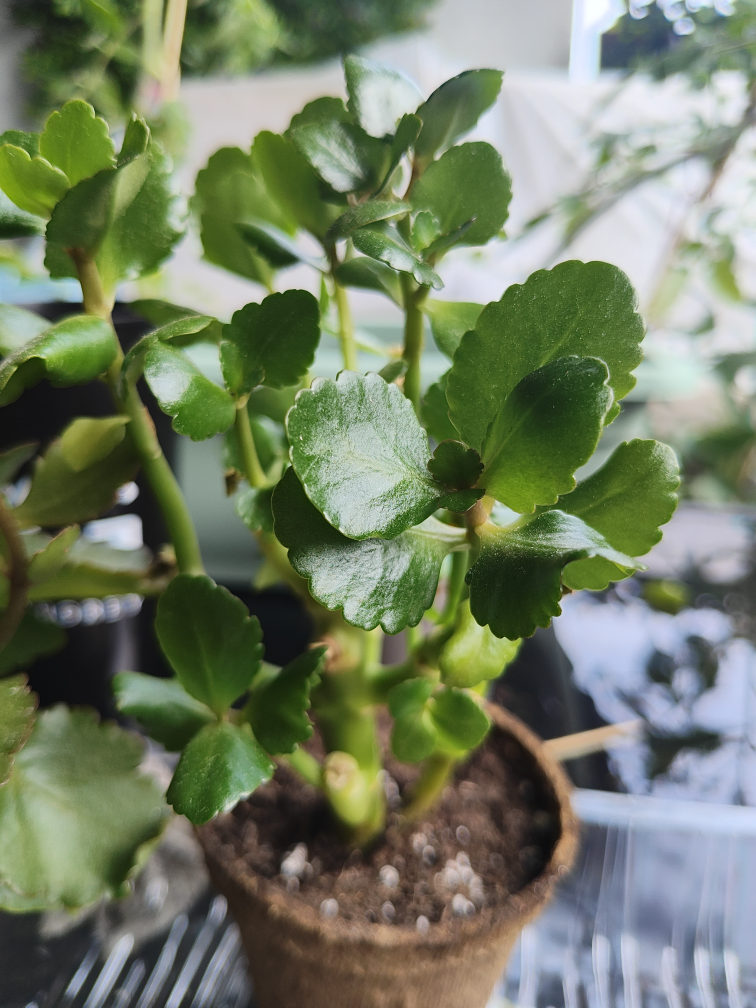Pink & Yellow Potted Kalanchoe Plant