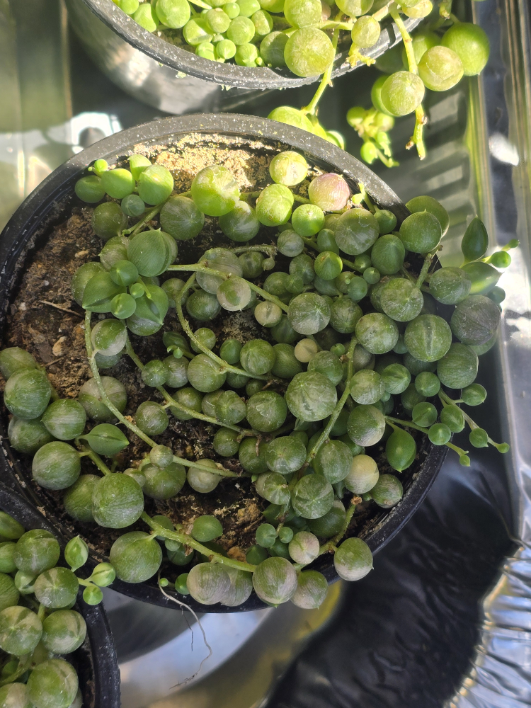 Variegated String of Pearls Plant - photo 3
