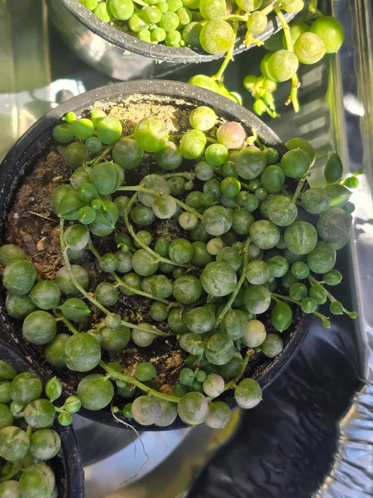 Variegated String of Pearls Plant image indicator(3)