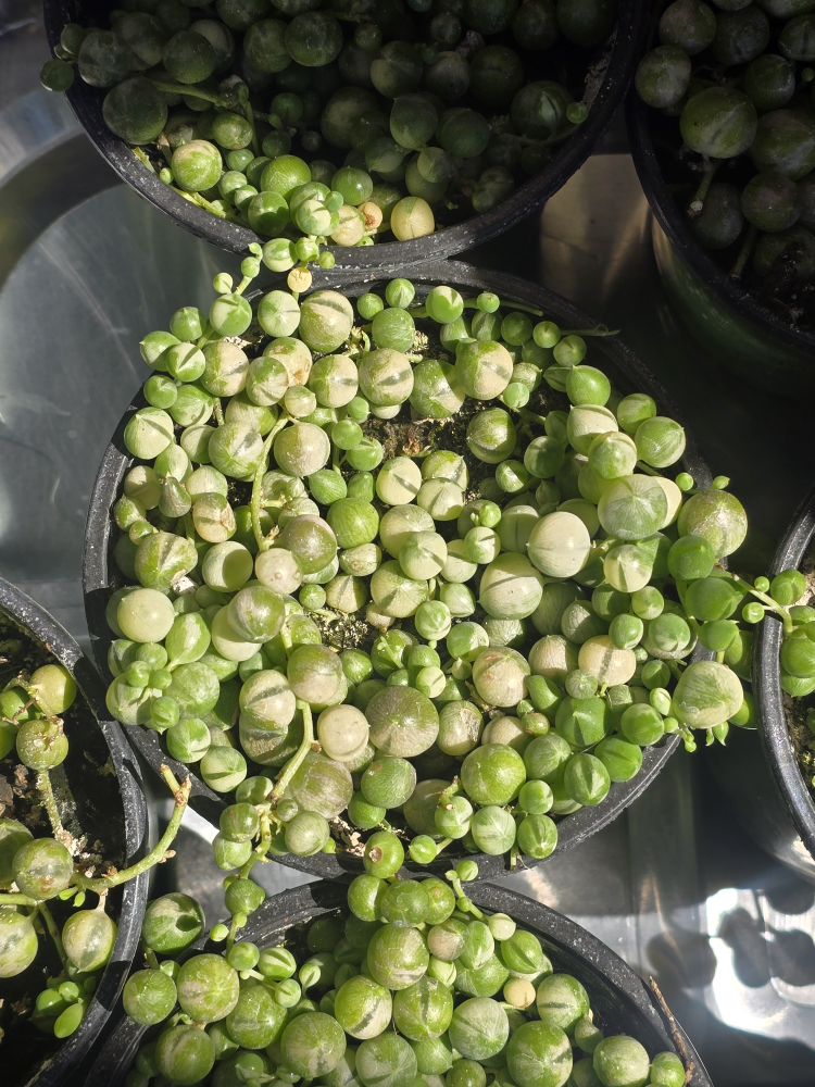 Variegated String of Pearls Plant - photo 4