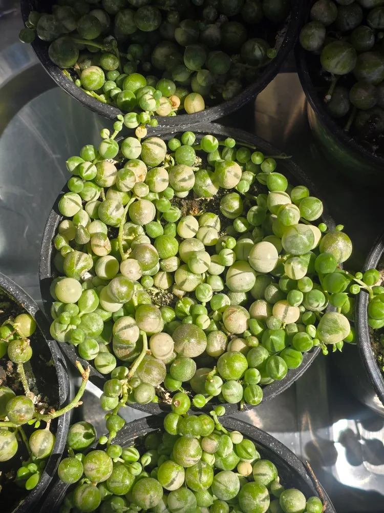 Variegated String of Pearls Plant image indicator(4)