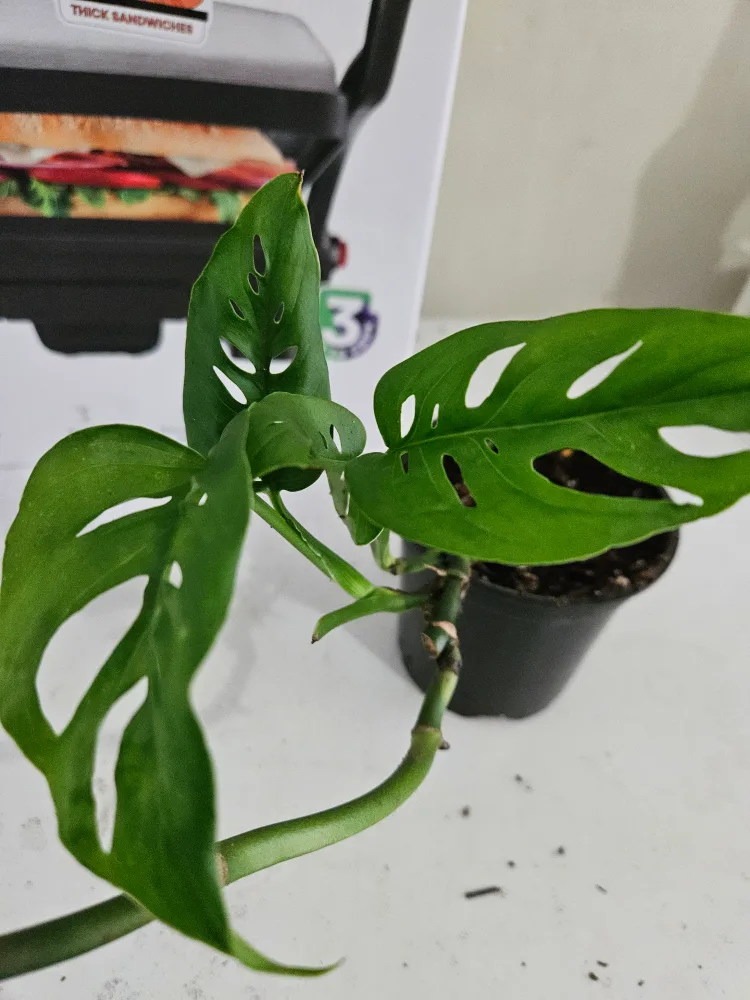❤️Monstera Adansonii Plant❤️ image indicator(2)