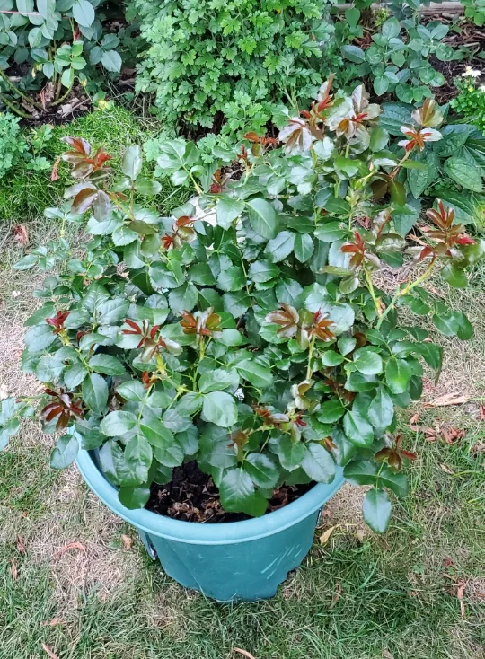 Veranda Mango image indicator(2)