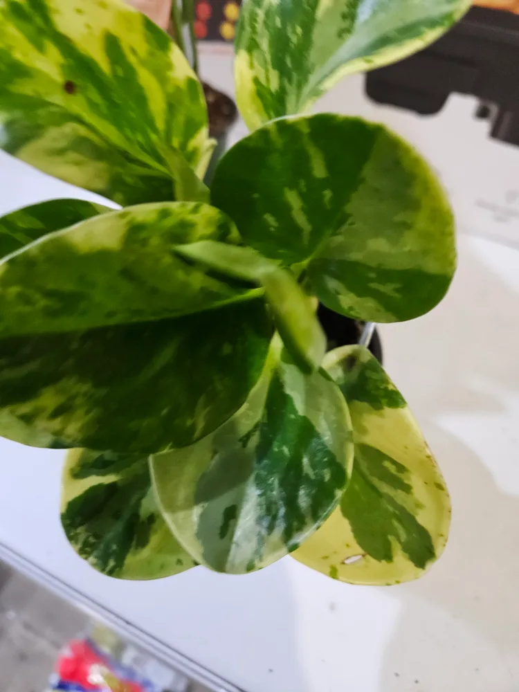 Variegated Peperomia Obtusifolia Plant thumbnail