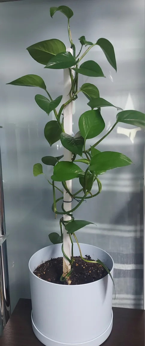 Potted Golden Pothos Plant thumbnail