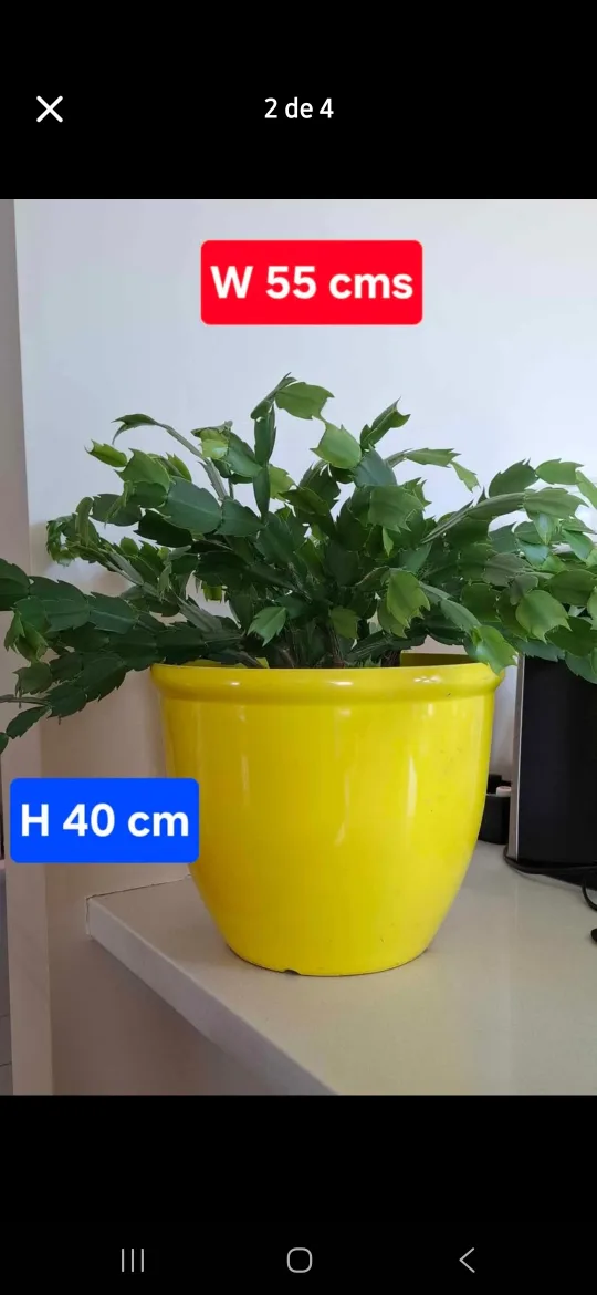 beautiful christmas plant cactus H 40cm, W 55cm thumbnail