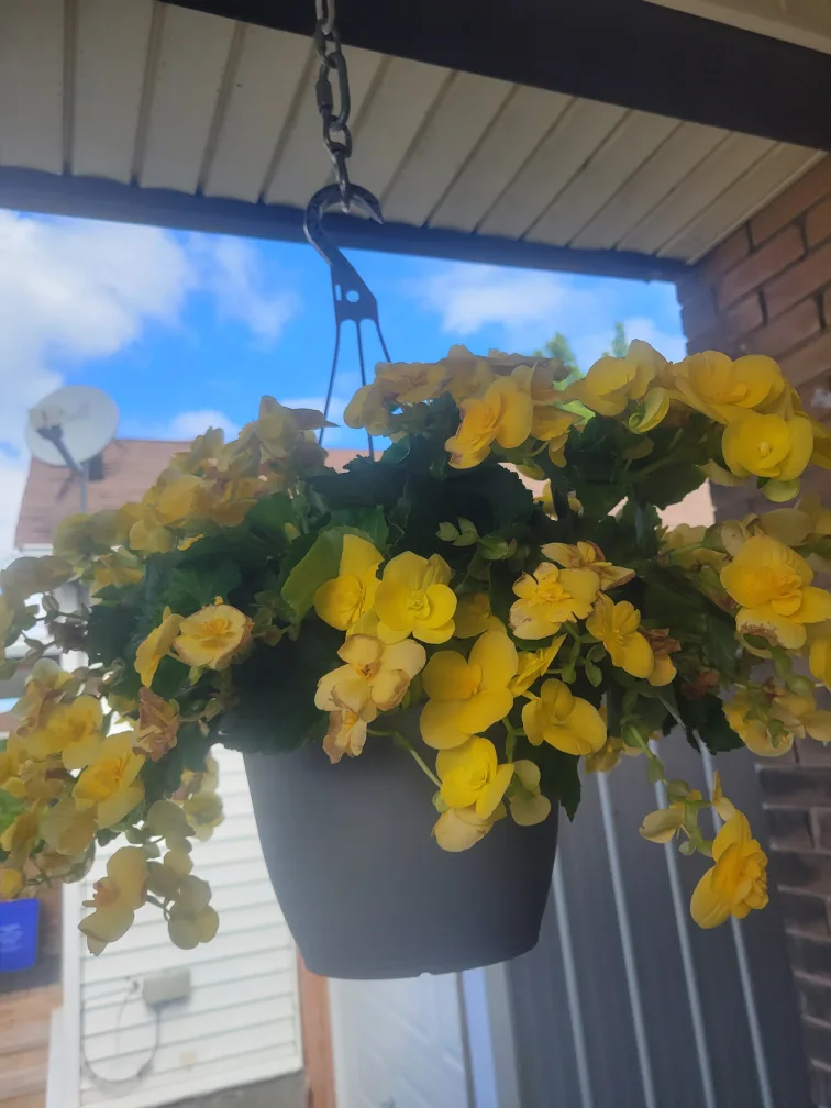 Hanging Basket with Yellow Begonias thumbnail