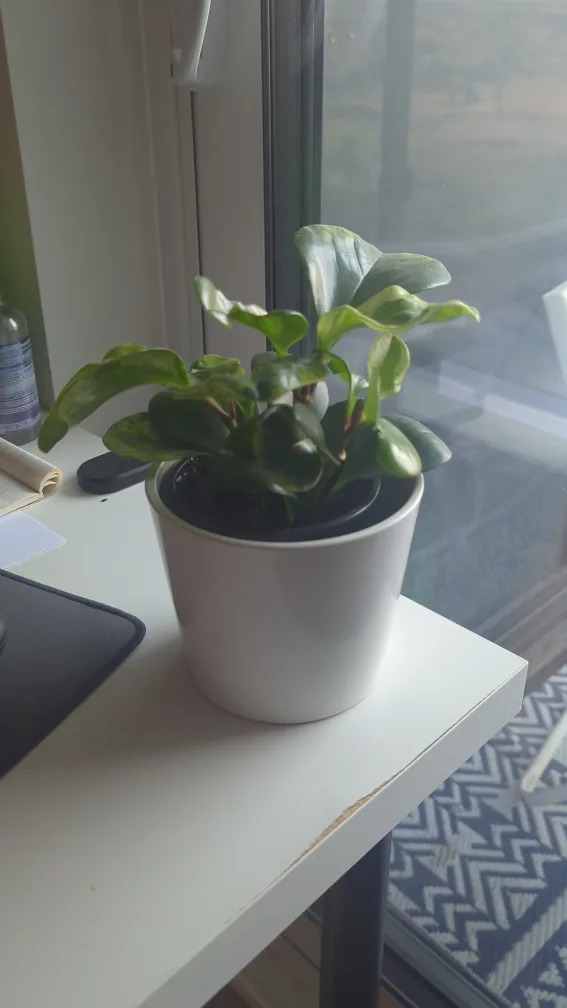 Peperomia Obtusifolia Plant in White Pot thumbnail
