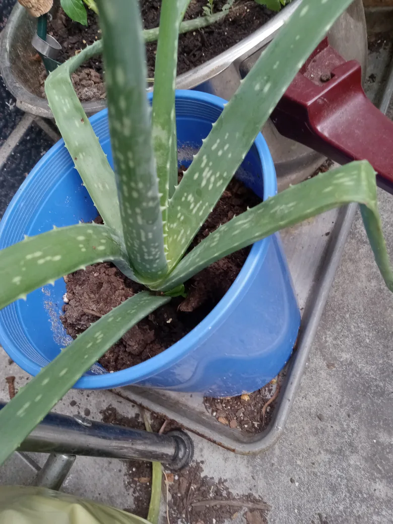 Aloe Vera Plant thumbnail