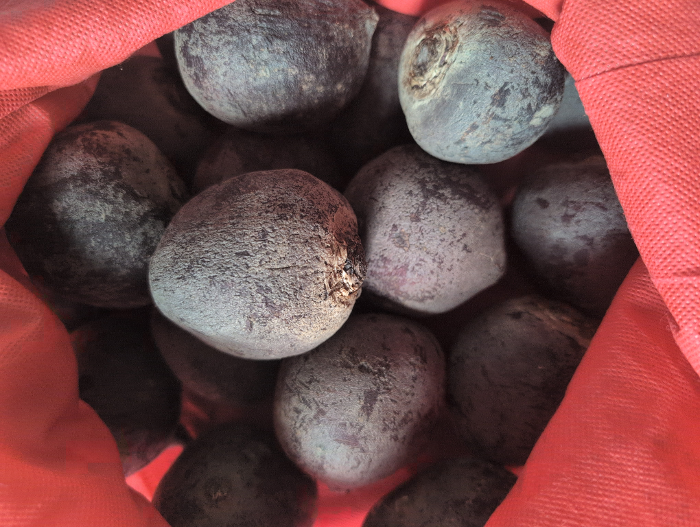 Fresh Beets