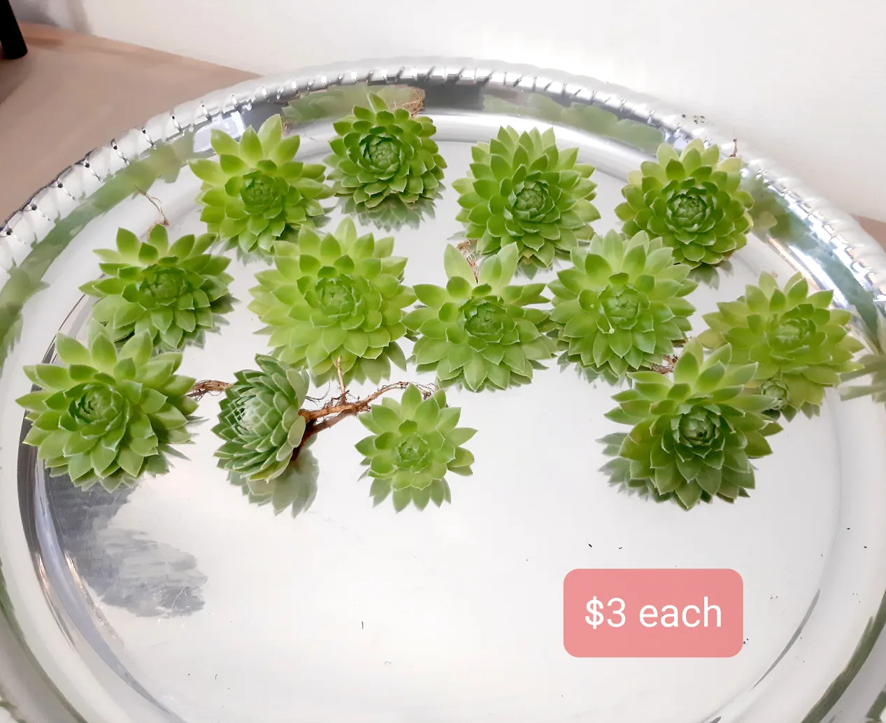 Succulent Plant Heads - Well Rooted image indicator(2)