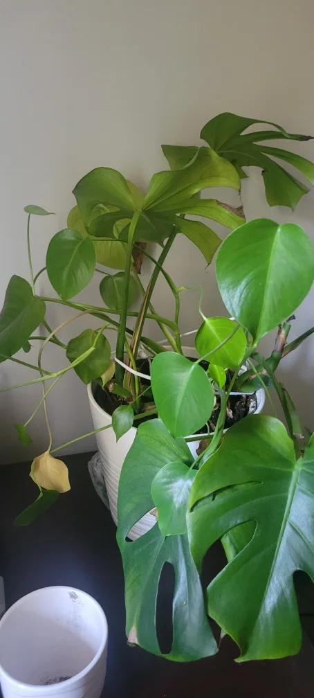 Monstera Plant image indicator(3)