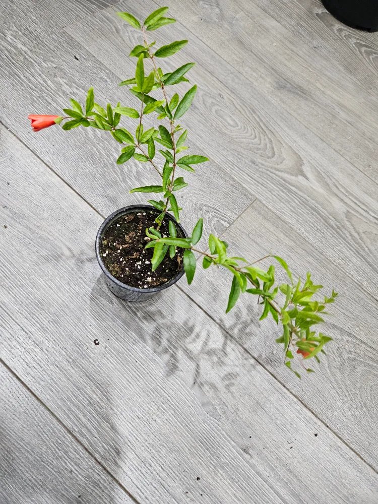 Pomegranate Plant❤️ thumbnail