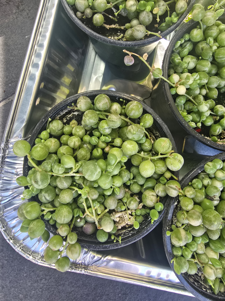 Variegated String of Pearls Plant - photo 5