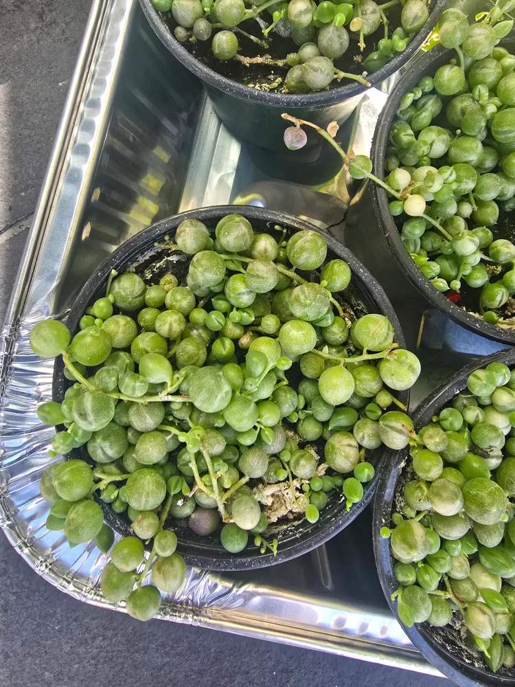 Variegated String of Pearls Plant image indicator(5)