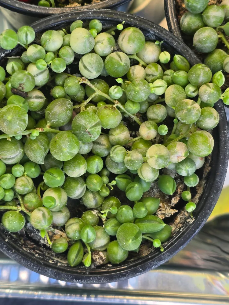 Variegated String of Pearls Plant image indicator(6)