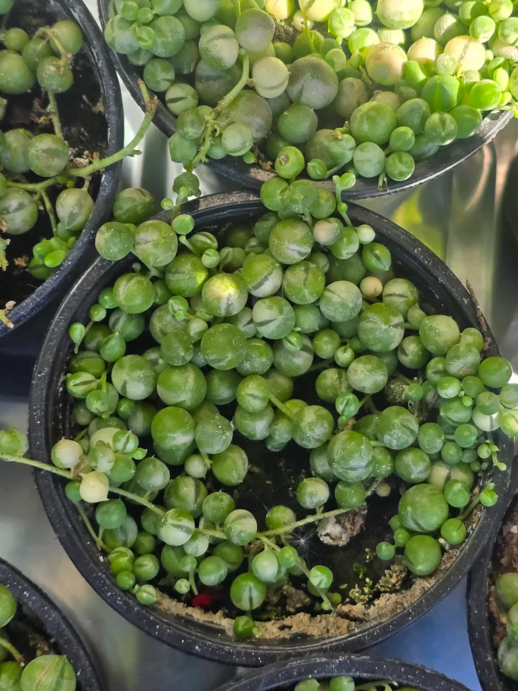 Variegated String of Pearls Plant image indicator(7)