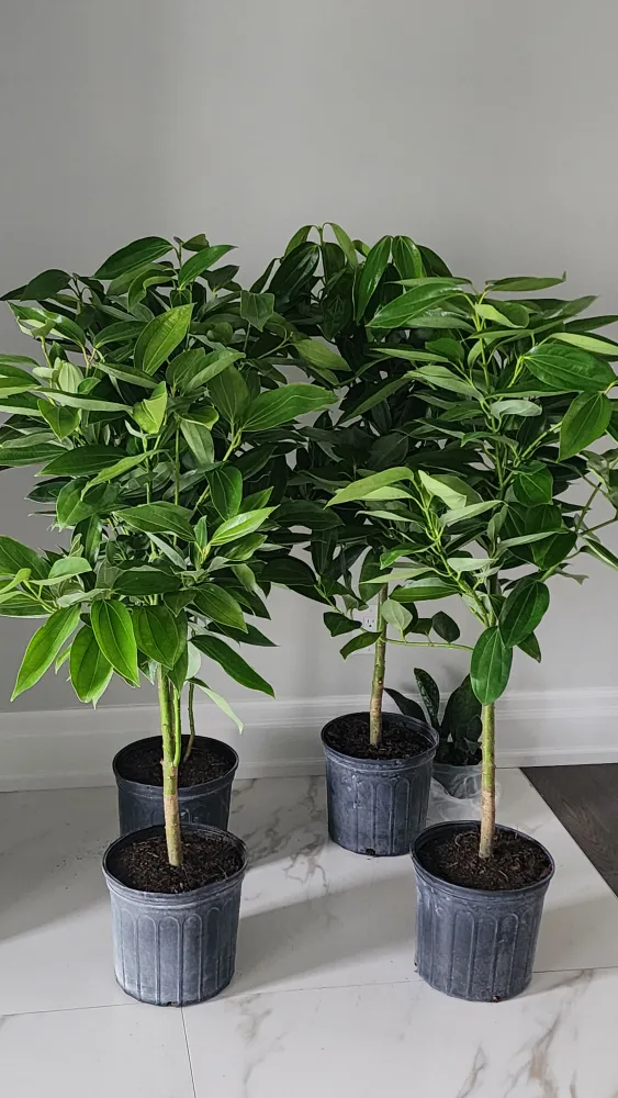 Cylon cinnamon tree image indicator(3)