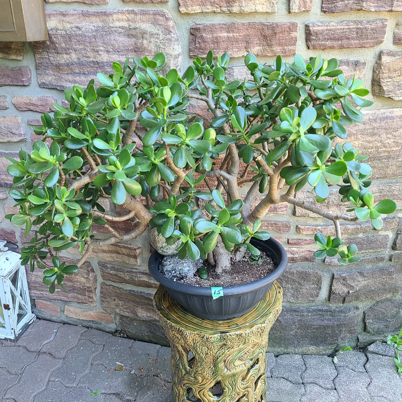 Large Jade Plant #15 thumbnail