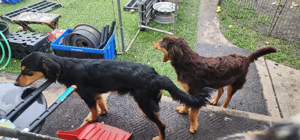 Golden Aussie puppies rehome