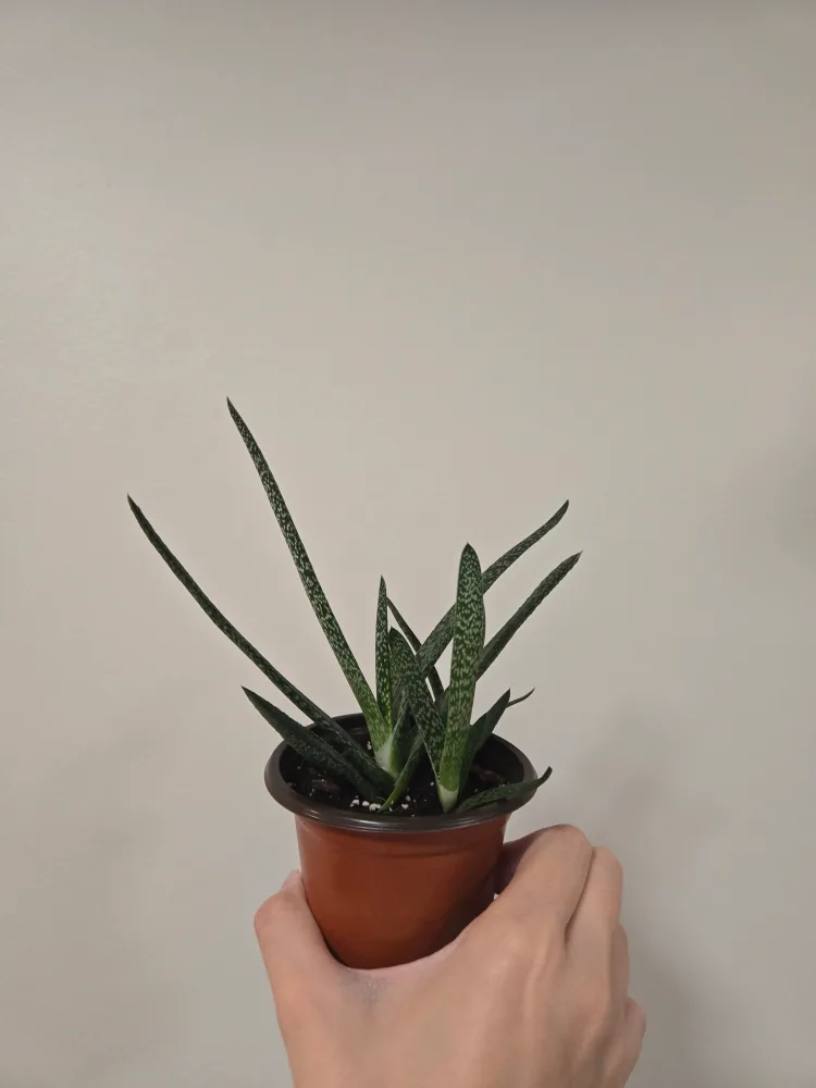 Gasteria Plant, Succulent in 3.5"pot thumbnail