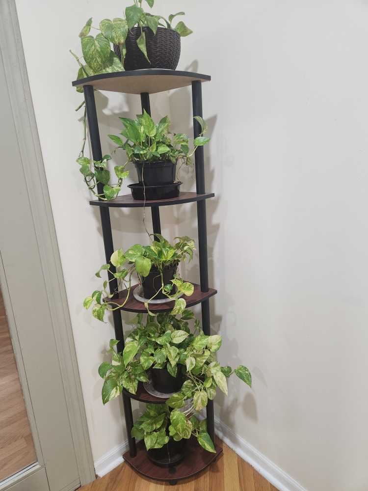 Corner Shelf Plant Stand