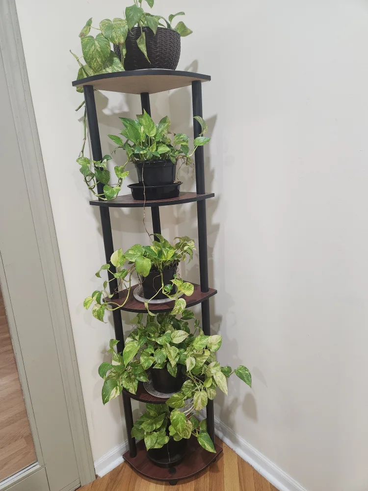 Corner Shelf Plant Stand thumbnail