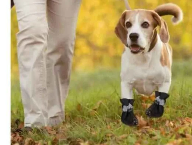 Dog Boots - Size 3 image indicator(3)