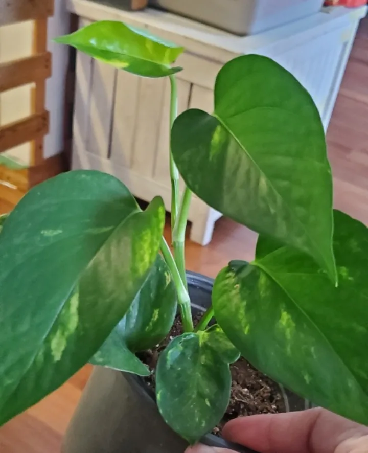 Pothos Plant image indicator(2)